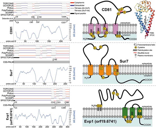 Figure 8. Predicted topology and palmitoylation sites of C. albicans MCC/eisosome proteins Sur7 and Evp1 (orf19.6741) compared to the human tetraspanin CD81. TOPCONS2 (topcons.cbr.su.se) [Citation59] was used to analyse the amino acid sequences of human CD81 and C. albicans Sur7 and Evp1 to predict their topology and the location of transmembrane (TM) domains. The hydrophobicity plots (light blue chart) and topology diagrams (red and blue lines) are shown on the left side of the figure. Additionally, cysteine residues of Sur7 and Evp1 predicted to be palmitoylated using CSS-PALM 4.0 (csspalm.biocuckoo.org) have been annotated [Citation60]. For CD81, palmitoylation sites experimentally determined in previous literature are shown [Citation119]. The right side of the figure shows a cartoon representation of the TOPCONS2 consensus topology prediction for the three proteins as well as the crystal structure of CD81 (PDB: 5TCX) [Citation120].