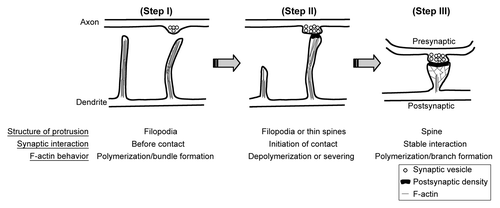 Figure 1. F-actin dynamics and dendritic spine formation. (Step I) Dendrite first extends filopodia to explore the environment. The F-actin bundle is the component of the cytoskeleton that supports the structure of filopodia. (Step II) Once filopodia make contact with the presynaptic button and initiates the synaptic interaction, F-actin cytoskeletons undergo remodeling by depolymerization and severing. Filopodia will then withdraw and transform to mushroom-like dendritic spines. Without synaptic contact, filopodia will withdraw and disappear later. Since axonal contact with dendritic filopodia induces calcium influx of dendritic filopodia, it is very likely that calcium triggers the transformation of filopodia to dendritic spines. (Step III) To enlarge the dendritic spine, F-actin cytoskeletons increase the branching level. Therefore, molecules promoting F-actin branching are expected to play a role in regulation of spine morphology or density.