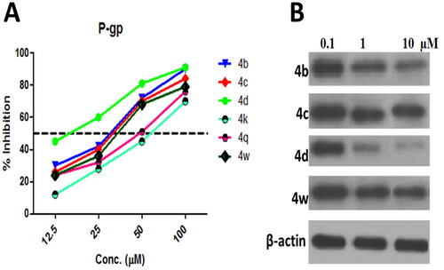 Figure 4. A. Inhibition of P-gp content in the lysate of MCF-7/ADR cell using varying conc. (12.5–100 µM) of tested compounds 4b–4d, 4k, 4q, and 4w follows exposure 48 h as determined by ELISA. B. Western blot analysis of P-gp expression in MCF-7/ADR cells after treatment with 0.1, 1.0, and 10.0 µM of compounds 4b–4d, and 4w for 48 h, the β-actin was used as a control.