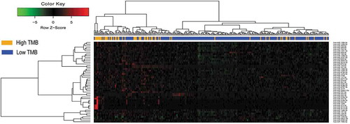 Figure 2. Hierarchical clustering dendrograms of the expression patterns of differently expressed microRNAs that can basically distinguish between high TMB and low TMB in lung adenocarcinoma.