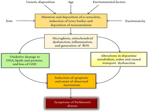 Figure 3. Schematic diagram showing the different factors in play in the pathophysiology of Parkinson’s disease (Adapted from Farooqui and Farooqui Citation2011).