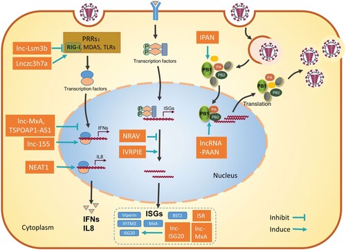 Figure 1. Schematic diagram of the roles of host lncRNAs during influenza virus infection. Most lncRNAs regulate the host immune response against influenza virus at different steps to promote or inhibit the virus infection (left). LncRNAs can also be hijacked by the influenza virus to enhance viral replication (right). These functional lncRNAs are represented as rectangles. Refer to the text for more details.