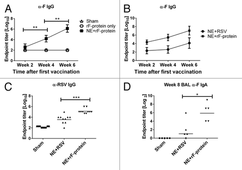 Figure 1. The immunization with NE + rF-ptn resulted in serum and BAL antibody responses. Mice were immunized at weeks 0 and 4 and bled on weeks 2, 4 (pre-boost), and 6. Mice were treated with PBS alone, rF-ptn alone or rF-ptn and NE adjuvant. The rF-ptn dose was 4.45 μg/animal at time 0 and 10 μg/animal at week 4. Serum samples were 10-fold diluted and assessed against F protein using ELISA to obtain endpoint titers (A). Mice were immunized with NE + rF-ptn (2.5 µg rF-ptn) or NE + RSV (1.3 × 105 pfu) at weeks 0 and 4. Mice immunized with NE + rF-ptn yielded at least two orders of magnitude higher F-protein specific IgG response as compared with NE + RSV immunized mice (B). Mice immunized with NE + rF-ptn yielded on average two orders of magnitude higher IgG RSV specific response as compared with NE + RSV immunized group of animals (C). Mice vaccinated with NE + F yielding increased levels of IgA (D). Line indicates geometric mean titer. (*P < 0.05, **P < 0.01, ***P < 0.001).