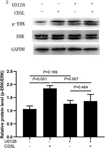 Figure 5. Effect of inhibitor on CD5L activation of ERK1/2 MAPK signaling pathway. Cells (5 × 106) were treated with ERK1/2 inhibitor U0126 for 1 h, and then added CD5L protein for 90 min. Protein was extracted, and the expression level of phosphorylated signal molecule p-ERK1/2 MAPK was detected by WB. GAPDH was used to correct the protein content of each sample.