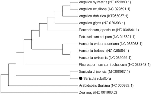 Figure 1. Phylogenetic tree reconstruction of 14 samples using maximum likelihood based on complete chloroplast genome. Note: Sequence data was obtained from NCBI; •represents the species in this study.