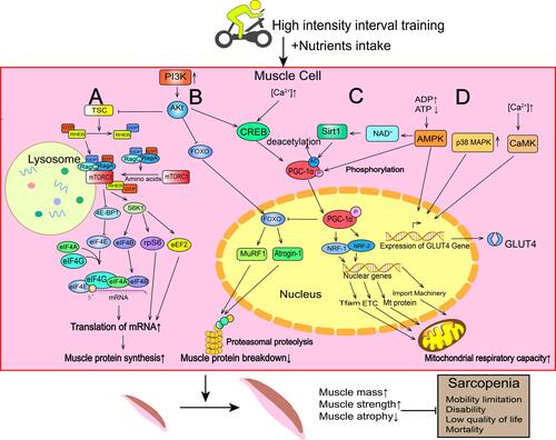 Figure 1 Molecular mechanism of HIIT on treating and preventing sarcopenia. (A) Promotion of muscle protein synthesis. HIIT and enough nutrient supplementation upregulate PI3K/Akt pathway. Akt inhibits tuberous sclerosis complex (TSC) through phosphorylation. TSC facilitates the conversion of RHEB-GTP to RHEB-GDP, thereby inhibiting the function of RHEB-GTP to activate mTORC1. Thus, mTORC1 pathway is relieved from the inhibition of TSC. And with the existence of amino acids, Rag guanine triphosphatases (Rag GTPases) promote the translocation of mTORC1 to lysosome where RHEB-GTP activates mTORC1. Thus, muscle protein synthesis is triggered. (B) Inhibition of muscle protein breakdown. Akt-mediated phosphorylation inhibits FOXO and the expression of the atrophy-related ubiquitin ligases Atrogin 1 and MURF1, and thus suppresses muscle protein breakdown caused by Proteasomal proteolysis. (C) Enhancement of mitochondrial biogenesis. Concentration of Calcium ion and expression of AMPK in muscle cells are unregulated by HIIT. Calcium ion and Akt promote PGC-1α pathway through CREB, and AMPK activates PGC-1α through direct phosphorylation and SIRT1-dependent deacetylation. PGC-1α enhances the expression of NRF1 and NRF2, which stimulate mitochondrial biogenesis and increase of mitochondrial respiratory capacity. (D) Promotion of the GLUT4 expression. AMPK, Ca2+ and p38 MAPK can induce the expression of GLUT4 gene.