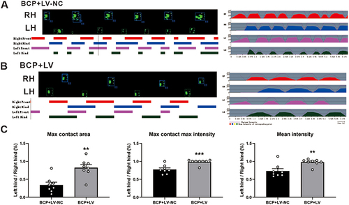 Figure 4 Effect of the overexpression of lncRNA51325 on the Catwalk gait parameters in BCP rats. (A-C) Representative Catwalk gait, including Print view, Timing view and Print intensity. Statistical changes of gait parameters between the BCP+LV-NC and BCP+LV groups. **p<0.01, ***p<0.001, vs BCP+LV-NC group; n=8, Unpaired t test.