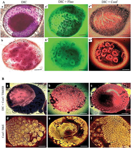 Figure 1. Early embryonic development in G. mellonella. a) TB-RB staining showing the structures involved in early embryonic development in G. mellonella at 12–22 h PO. TB staining time influenced the quality of visualization of the structures during early embryonic development: compare TB staining for 3 min (a, a’, a’’) and 20 min (b, b’, b’’). b) Similarity of results from TB-RB (a, b, c) and H & E (d, e, f) staining. TB-RB staining was invisible by confocal alone unless observed first with DIC (TB staining time = 3 min). Panels show fluorescence (fluo) or confocal (conf) alone, or combined with DIC. Scale bars = 100 µm.