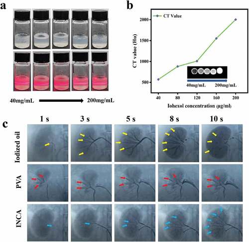 Figure 3. Evaluation of in-vitro and in-vivo imaging effect of INCA nanogels. (a) Tyndall effect occurred after laser irradiation when NIAPM-co-AA nanogels were mixed with iohexol solutions of different concentrations (40 µg/mL, 80 µg/mL, 120 µg/mL, 160 µg/mL, and 200 µg/mL). (b) NIAPM-co-AA nanogels were mixed with iohexol solutions containing 40 µg/mL, 80 µg/mL, 120 µg/mL, 160 µg/mL, and 200 µg/mL at different concentrations, and computed tomography was performed to determine INCA nanogels CT values. (c) DSA silhouette of iodized oil, PVA, and INCA nanogels 1s, 3s, 5s, 8s, and 10s after injection into the renal artery.