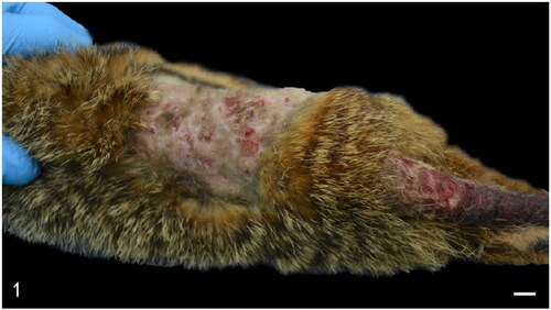 Figure 1. Case 6. The dorsum and tail exhibit locally extensive area of chronic dermatitis with alopecia, crusting, hyperkeratosis and multifocal erosions and ulcers. Bar = 1 cm.