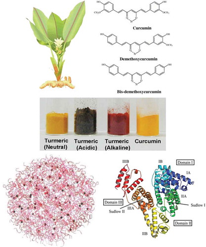 FIGURE 1 (Top, left) Curcuma longa with flower and rhizome plus dried turmeric. Turmeric (Curcuma longa L.), belonging to the family of Zingiberaceae, is a perennial herb native to India where its rhizome is used as a yellow colorant curry spice and traditional medicine. (Top, right) Chemical structure of curcumin. The active principle in turmeric was identified as a group of polyphenolic compounds, namely curcumin (74–78%), demethoxycurcumin (15–18%), and bisdemethoxycurcumin (4–6%) commonly referred to as “curcumin.” (Bottom, Left) One of the proposed representations of the model of casein micelles. (Bottom, Right) Ribbon representation of modeled BSA and the locations of domain-binding sites. The locations of hydrophobic binding sites (Sudlow I and Sudlow II) are indicated. The protein secondary structure is shown as ribbon with the sub-domains color coded as follows: IA, blue; IB, sky blue; IIA, green; IIB, yellow; IIIA, orange; IIIB, red. This color scheme is maintained throughout the article. Final conformation obtained after energy minimization has been prepared using PyMOL software. For interpretation of the references to color in this figure legend, the reader is referred to the web version of this article.