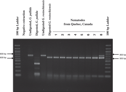 Fig. 4. Agarose gel electrophoresis for PCR-RFLP of rDNA ITS 1 cut by restriction enzyme BstU I for testing Globodera species.