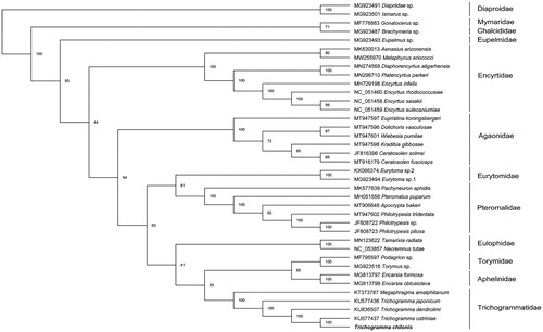 Figure 1. Phylogenetic relationships within Chalcidoidea based on the amino acid sequences of 13 protein-coding genes were performed using ML methods.