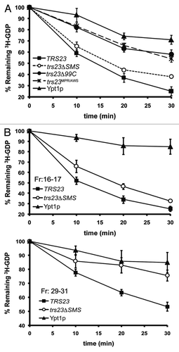 Figure 4. GEF activity is unaffected in S. cerevisiae containing trs23ΔSMS. (A) Lysates from yeast cells expressing wild-type Trs23p (■) or the mutant proteins trs23Δ99C (●), trs23ΔSMS (○) or trs23MPR/AWS (X) were prepared and assayed for Ypt1p-directed GEF activity as described in Experimental Procedures. The intrinsic ability of Ypt1p to release nucleotide is also shown (▾). (B) Lysate from wild-type (■) or trs23ΔSMS (○) was fractionated by size exclusion chromatography on a Superose 6 column in 150mM salt. The fractions enriched in TRAPP II/III (fractions 16–17) and TRAPP I (fractions 29–31) were pooled, concentrated and assayed for Ypt1p GEF activity compared with the intrinsic ability of Ypt1p to release nucleotide. The intrinsic ability of Ypt1p to release nucleotide is also shown (▾). Assays in (A) and (B) represent three replicates and error bars represent ± SEM.