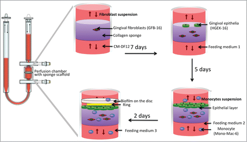 Figure 1. Schematic representation of the procedure used to establish the biofilm-3D gingival organotypic tissue co-culture model.