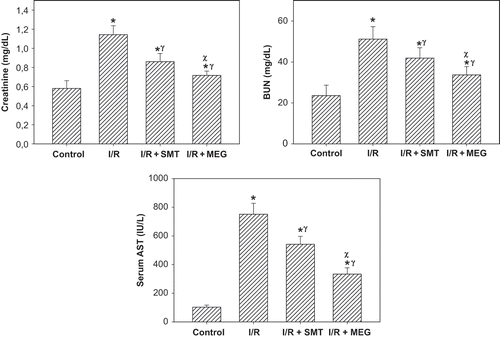 Figure 1. Effect of renal ischemia reperfusion (I/R), SMT, and MEG on serum creatinine, blood urea nitrogen (BUN), and serum aspartate aminotransferase (AST) levels. All values expressed as mean SEM. *statistically significant from control (p <0.05), γ = statistically significant from I/R group (p <0.05), χ = statistically significant from I/R+SMT (p <0.05).