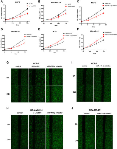 Figure 4 (A and B) CCK8 assays of MCF-7 and MDA-MB-231 cell lines following NC or LINC00461 knockdown. (C and D) CCK8 assays of MCF-7 and MDA-MB-231 cell lines following NC or miR-411-5p overexpression. (E and F) CCK8 assays of MCF-7 and MDA-MB-231 cell lines following NC or miR-411-5p knockdown. (G–J) Wound-healing assays of MCF-7 and MDA-MB-231 cell lines following NC or LINC00461 knockdown and NC or miR-411-5p overexpression and NC or miR-411-5p knockdown. Data represent the mean ± SD. *P <0.05. **P <0.01. The experiments were independently repeated at least three times.