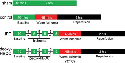 Figure 1. The experimental protocol of this study. In the IPC and deoxy-HBOC groups hearts, a sequence of three 5-min deoxygenated HBOC perfusion or ischemia and 5-min KHB perfusion were performed, then subjected to 45 mins of ischemia at 37°C and 2 hrs reperfusion. Hearts suffered from I/R injury without pretreatment were used as the control group. Hearts perfused with KHB for 160 mins without pretreatment and I/R injury were used as the sham group. KHB: Krebs-Henseleit buffer.