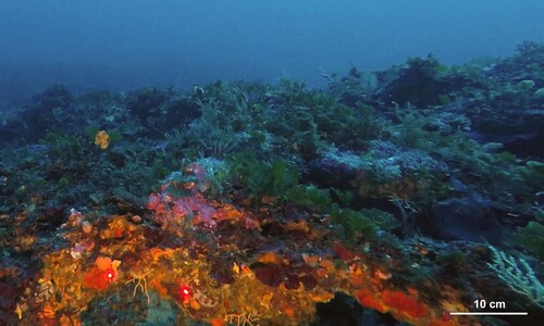 Figure 5. Coralligenous reefs. In the pictures are visible the following species: Lithophyllum sp., Mesophillum sp. Peyssonnelia rubra (Gmelin), Flabelia petiolata (Turra) Nizamuddin, Peyssonnelia squamaria (S. G. Gmelin) Decaisne, Osmundaria volubilis (L.) R.E. Norris and colonies of Eunicella cavolinii. The two red dots distance is 10 cm.