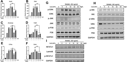 Figure 6 CeO2NPs modulate osteoclast-specific gene expression via up- or downregulating the MAPK pathway, NF-κB pathway, and Nfatc1 signaling in a concentration-dependent manner.