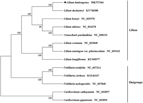 Figure 1. ML phylogenetic tree of L. lankongense with 12 previously reported species was constructed by chloroplast genome sequences. Numbers on the nodes are bootstrap values from 1000 replicates.