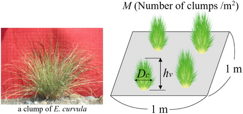 Figure 1 Photograph of a clump of E.curvula and the definition of key parameters in this study. D c: clump diameter (m), h v: clump height (m), M: clump density (number of clumps / m2)