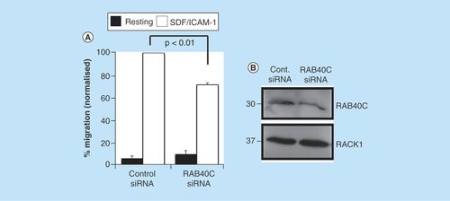 Figure 5.  Silencing of RAB40C expression in T cells perturbs migration.(A) Primary-activated human T cells were transfected with control siRNAs or siRNAs targeting RAB40C. The cells were subsequently loaded onto transwell filters coated with ICAM-1, and migration toward the chemokine SDF-1 in the bottom chamber was quantified. The numbers of cells migrating toward SDF/ICAM-1 in the control siRNA samples was set to 100%. The data in (A) were compiled from three independent experiments. (*) signifies statistical significance as p < 0.05 using a student's t-test.  (B) Representative western blot demonstrating silencing of gene expression of RAB40C and upregulation of RACK1 protein.