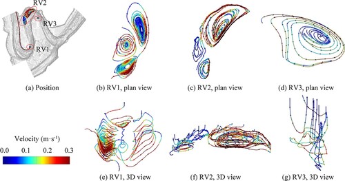 Figure 7. Recirculation vortices with a vertical axis near the apex and exit of the two bends.