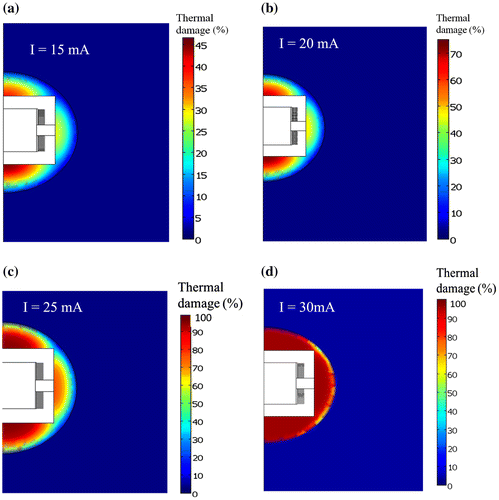 Figure 8. Percentage tissue thermal damage of the tumor/breast model due to induction heat generated from the excitation current of: (a) 15 mA, (b) 20 mA, (c) 25 mA, (d) 30 mA respectively.