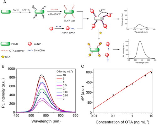 Figure 13. Schematic representation of fabrication and working mode of the LRET aptasensor for OTA detection in (a). Persistent luminescence (PL) intensity at different OTA concentrations in (b) and the linear relationship between the recovered PL (ΔP) and OTA concentration among 0.01 and 10 ng mL−1 in (c). Reprinted with permission from Jiang et al. (Citation2020). Copyright 2020 Elsevier.