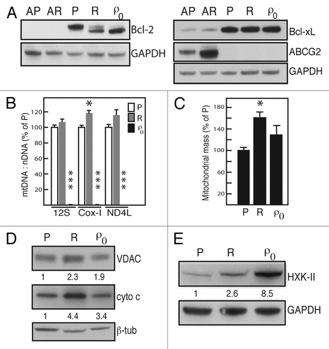 Figure 1. Mitochondrial status. (A) western blots showing expression of Bcl-2, Bcl-xL and ABCG2 in A2780 parental (AP) and cisplatin-resistant (AR) cells, SKOV-3 parental (P), cisplatin-resistant (R) and SKOV-3-ρ0 cells (ρ0). GAPDH served as loading control on both blots. (B) Cellular mitochondrial mtDNA was quantitated as the ratio of mitochondrial DNA (mtDNA) to nuclear β-actin DNA, and was assessed for three different mtDNA genes (12S, Cox-I and ND4L). P: SKOV-3 parental cells; R: SKOV-3-R; ρ0: SKOV-3-ρ0. Values from the SKOV-3-ρ0 cells were too low to be depicted clearly. Data are from three separate DNA preparations, each analyzed in duplicates using qRT-PCR. The increase in Cox-I: β-actin ratio in SKOV-3-R was statistically significant (p = 0.025) as well as the decreased ratio for all three genes in SKOV-3-ρ0 (all p < 0.001). Error bars represent SEM (C) Cellular mitochondrial mass was assessed using MitoTracker Green FM dye. The bars represent flow cytometry results from three separate quantitations with triplicate samples in each. The increase in mitochondrial mass in SKOV-3-R was statistically significant (p = 0.011). Error bars represent SEM (D-E) western blots showing expression of voltage-dependent anion channel (VDAC) and cytochrome c (cyto c) (D) and hexokinase-II (HK-II) (E) in the three cell lines. Values underneath each blot are densitometry-based estimations of fold increase in signal compared with SKOV-3 parental cells, and corrected for loading based on β-tubulin or GAPDH signal.