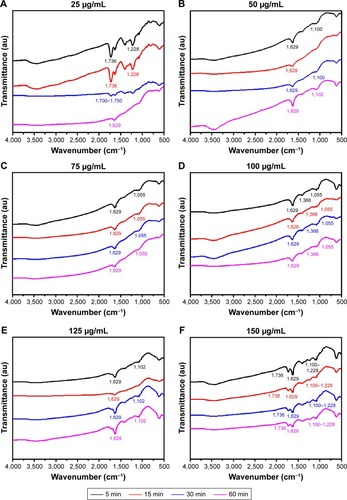 Figure 4 FTIR spectra of trypsin-linked GQDs.Note: (A) 25, (B) 50, (C) 75, (D) 100, (E) 125, and (F) 150 µg/mL GQDs concentration.Abbreviations: FTIR, Fourier-transform infrared spectroscopy; GQDs, graphene quantum dots.