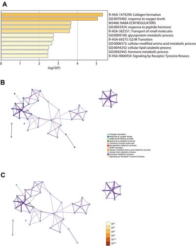 Figure 2 Function and pathway enrichment analyses of differentially expressed SARS-CoV-2 proteins binding human mRNAs (DE-SPBRs) (Metascape database). (A) Heat map of the function and pathway enriched terms colored by P-values; (B) network of function and pathway enriched terms colored by clusters; (C) network of function and pathway enriched terms colored by P-value.