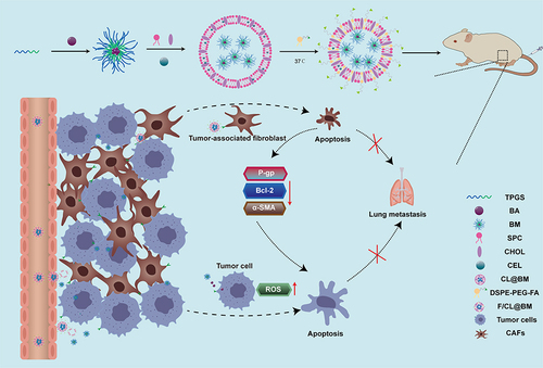 Scheme 1 Assembly and mechanism of folate-coated micelles-in-liposomes loaded with BA and CEL (F/CL@BM) to accumulate at tumor sites and induce apoptosis in, respectively, tumor-associated fibroblasts (TAFs) and tumor cells.