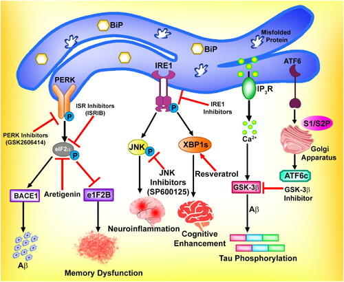 Figure 5. Targeting ER stress and UPR to control neurodegenerative disorder.