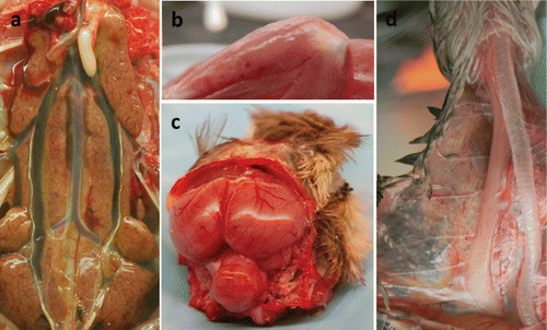 Figure 1. Gross lesions in H7N1 HPAIV-infected R. partridges (Bertran et al., Citation2011). 1a: Kidney lesions consisting of parenchymal pallor, lobular surface architecture and urate deposits in the ureters, 7 dpi 1b: Petechial haemorrhages on the fasciae sheaths of the muscles of rear legs, 8 dpi 1c: Brain congestion, 8 dpi 1d: Thymus atrophy, 7 dpi