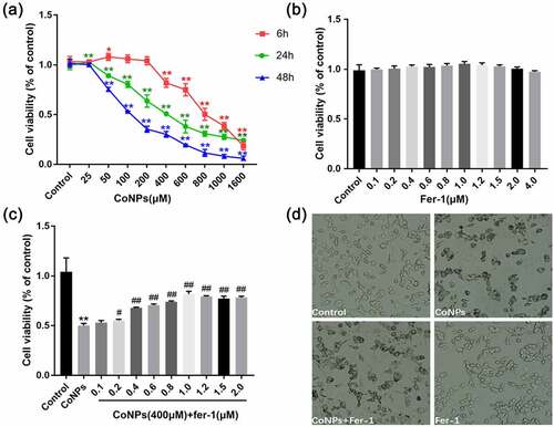 Figure 1. Ferrostatin-1 alleviates CoNP-induced cytotoxicity in Balb/3T3 cells. (a) Viability of cells incubated with different CoNPs concentrations after 6, 24, and 48 hours. (b) Cell viability after 24 h of treatment with different concentrations of Ferrostatin-1. (c) Viability of cells incubated with different concentrations of Ferrostatin-1 and CoNPs (400 μM) after 24 h of treatment. (d) Number and state of cells after 24 h of treatment with Ferrostatin-1 (1 μM)and CoNPs (400 μM). All the data are shown as mean ± SD of at least 3 replicates. *p < 0.05, **p < 0.01 versus the control group. #p < 0.05, ##p < 0.01 versus the CoNPs group.
