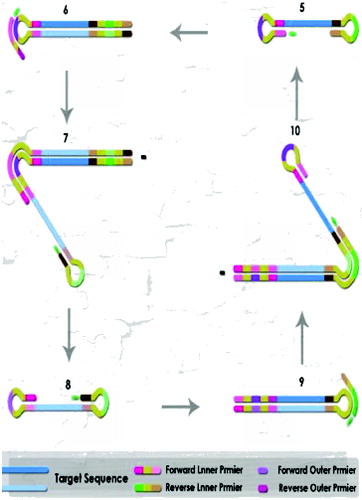 Figure 4. The LAMP-PCR cycle amplification step by Bst DNA polymerase with strand displacement activity.