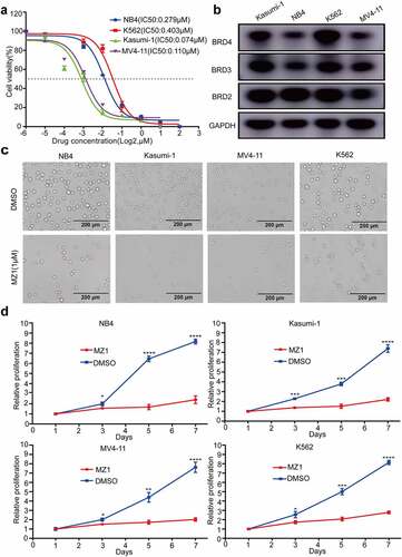 Figure 2. MZ1 suppresses the proliferation of AML cells. (a) Cell viability and IC50 values of NB4, Kasumi-1, MV4-11, and K562 cells after treatment with different concentrations of MZ1 for 48 h. (b) Basal BET protein levels of NB4, Kasumi-1, MV4-11, and K562 cells. (c) Morphology of NB4, Kasumi-1, MV4-11, and K562 cells treated with DMSO or MZ1. (d) Cell growth curves of NB4, Kasumi-1, MV4-11, K562 cells treated with DMSO or MZ1 for 7 days. Each concentration was tested in triplicate and independently performed at least three times. *p < .05, **p < .01, ***p < .001, ****p < .0001.