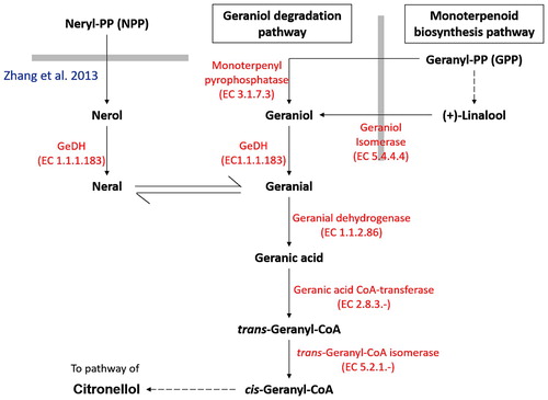 Figure 1. Simplified schematic diagram on geraniol degradation pathway.Note: Thick gray lines represent the boundary of different pathway. Geraniol degradation pathway begins with the biosynthesis of geranyl-pyrophosphate (GPP) catalysed by geraniol synthase. It was then followed by a two-step oxidation reaction which oxidizes geraniol into geranial and geranial into geranic acid via GeDH and geranial dehydrogenase respectively. Subsequently, geranic acid is activated to the corresponding CoA ester trans-geranyl-CoA, which serves as a convergence point for both geraniol and citronellol pathway. Although geraniol was generally considered to be the major precursor for geraniol degradation pathway, nerol has also been found to act as the alternative precursor for geranial production through oxidation and isomerization process (Zhang et al. Citation2013).