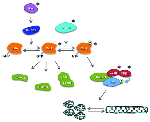 Figure 1. Ras activation of RalA leads to engagement of multiple effector pathways. The RalGEF-Ral signaling pathway is a key effector pathway downstream of activated Ras. Activation of RalA in turn leads to activation of several downstream signaling pathways affecting diverse cellular processes, including exocytosis, endocytosis, actin dynamics and transcription. New evidence also indicates that following phosphorylation by Aurora A, RalA and its effector RalBP1 play a key role in the regulation of mitochondrial fission during mitosis by regulating the phosphorylation of Drp1 and its recruitment to mitochondrial membranes. “*” denotes proteins whose expression or activity have been reported to be elevated in human cancer.