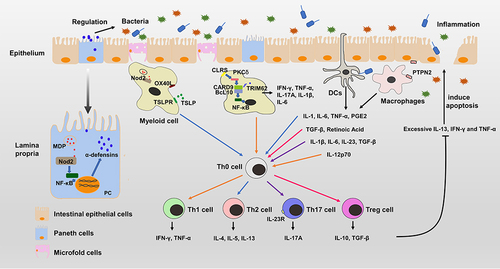 Figure 2 The pathogenesis of IBD. Nod2 is highly expressed in Paneth cells and myeloid cells. Nod2 activated by muramyl dipeptide can activate the NF-κB pathway to produce α-defensins that directly regulate gut bacteria in Paneth cells. Nod2 signaling can drive the Th2-type immune response with the synergistic signals of OX40L and TSLPR. CARD9 is highly expressed in myeloid cells and can activate the NF-κB pathway to secrete pro-inflammatory cytokines such as IFN-γ, TNF-α, IL-17A, IL-1β and IL-6. When CARD9 mutates to CARD9S12N, it can induce a Th2-type immune response. The IL-23 signaling pathway of Th17 cells is critical in the development of IBD. PTPN2 mediated interactions between intestinal epithelial cells and macrophages are necessary for maintaining the intestinal barrier function. The gut bacteria also affect the immune system by interacting with immune cells. DCs can induce Th0 cells to differentiate by producing different cytokines. Immune imbalance can cause excessive IL-13, IFN-γ and TNF-α to induce apoptosis of intestinal epithelial cells. Destruction of the intestinal barrier and invasion of the gut microbiota further leads to severe inflammation.
