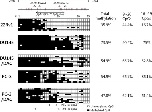 Figure 6. Bisulfite sequencing analysis of the KLOTHO promoter region in the prostate cancer cell lines.