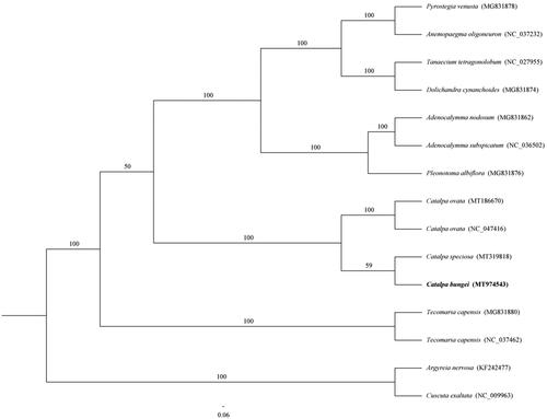 Figure 1. A maximum likelihood (ML) phylogenetic tree reconstruction including 15 species based on complete chloroplast genome. The position of C. bungei is indicated in bold.