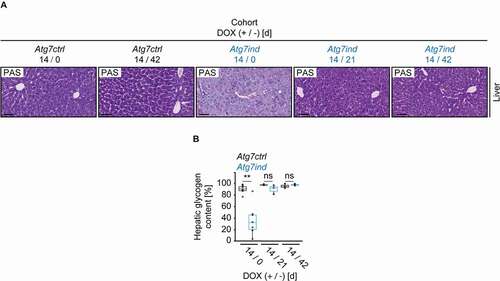 Figure 6. Induction of Atg7-shRNA mice leads to depletion of hepatic glycogen. (A) Representative images of hepatic tissues stained as indicated. Scale bars: 20 µm. (B) Quantification of the hepatic glycogen content. Statistics: Welch’s t-test (n from left to right: 8, 7, 3, 3, 3, 4). **P < 0.01, ns: not significant.