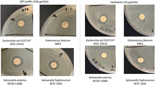 Figure 9 Antibacterial potential of the biosynthesized SSP-AuNPs against the tested pathogenic bacteria.