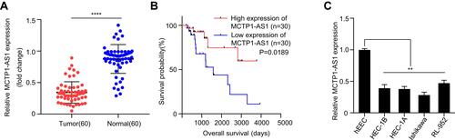 Figure 1 MCTP1-AS1 is downregulated in EC tissues and cell lines and correlated with prognosis in EC patients. (A) Expression level of MCTP1-AS1 is downregulated in endometrial cancer tissues compared with adjacent normal tissues (n=60, ****p<0.0001). (B) The overall survival rate is significantly lower in patients with low MCTP1-AS1 expression than in those with high MCTP1-AS1 expression. n=30 for each group. (C) Expression levels of MCTP1-AS1 in EC cell lines compared to the normal esophageal epithelial cells. Data are mean ± SD of triplicate experiment (**p<0.01).