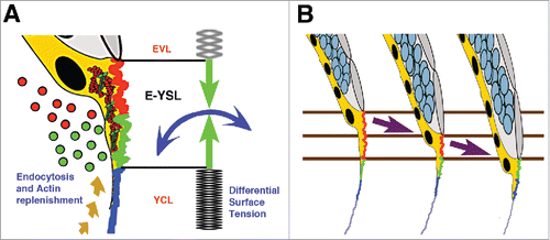 Figure 3. Differential tension model of epiboly progression. (A) The movement of the EVL and DCs toward the vegetal pole demands the removal of the yolk cell surface at the E-YSL. Different zones on the surface of the E-YSL and endocytosed vesicles (dots) are color coded in red and green. Membrane removal associates to contraction of the E-YSL surface and the recruitment of actin and myosin (beige dashed arrow) from vegetally located pools. Actin and myosin are diagrammatically illustrated in red and green within the YSL (yellow). The E-YSL contracts (CC - blue and AV - green) and pulls both adjacent domains, the EVL and the YCL. The imbalance of stiffness between the EVL (elastic) and the yolk cell surface (YCL - rigid) accounts for epiboly progression. The EVL expands (passive cell flattening) while the YCL cannot deform. (B) Three chronological time points of epiboly progression are shown. The EVL (gray) and the DCs (pale blue) move toward the V pole while the E-YSL (red and green) undergoes a rapid turnover progressively incorporating the smooth YCL (blue).