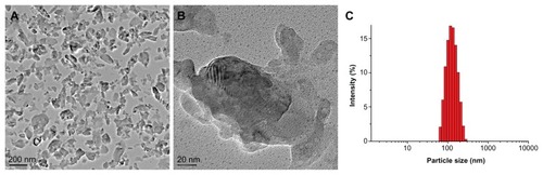 Figure 2 TEM images of dried particles (A and B) and size distribution of nano-sized β-TCP particles (C).Abbreviations: TEM, transmission electron microscopy; β-TCP, β-tricalcium phosphate.