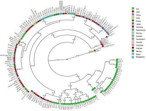 Figure 4 Circular dendrogram according to the global analysis of nucleotide polymorphism of azurin gene among P. aeruginosa strains. C and E next to the ID of the isolates determine the clinical and environmental sources of isolates. The geographical origin of the isolates is displayed using different colors.